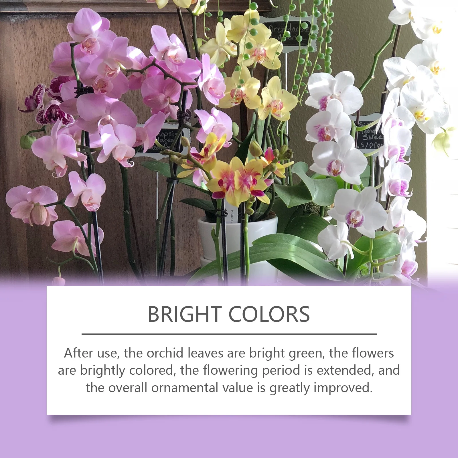 Orchid Plant Growth Agent - Fl - đánh giá và giá Plant Pot